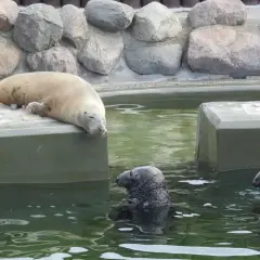 Fokarium Hel – dlaczego nie możesz zabrać psa ze sobą?
