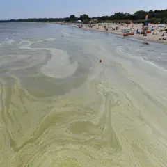 Hel czy są sinice? Sprawdź, czy kąpieliska są bezpieczne teraz